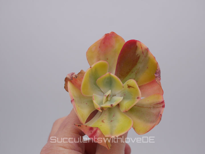 Echeveria 'Winter Sunset' variegated / Enfant variegated - schöne und sehr seltene Sukkulente - bunte Sukkulente - Pflanze * Korea Import *