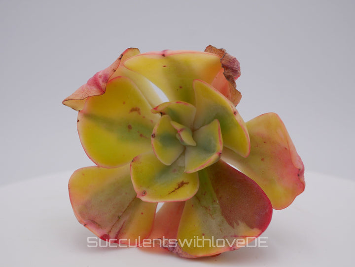 Echeveria 'Winter Sunset' variegated / Enfant variegated - schöne und sehr seltene Sukkulente - bunte Sukkulente - Pflanze * Korea Import *