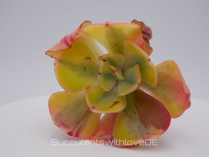 Echeveria 'Winter Sunset' variegated / Enfant variegated - schöne und sehr seltene Sukkulente - bunte Sukkulente - Pflanze * Korea Import *