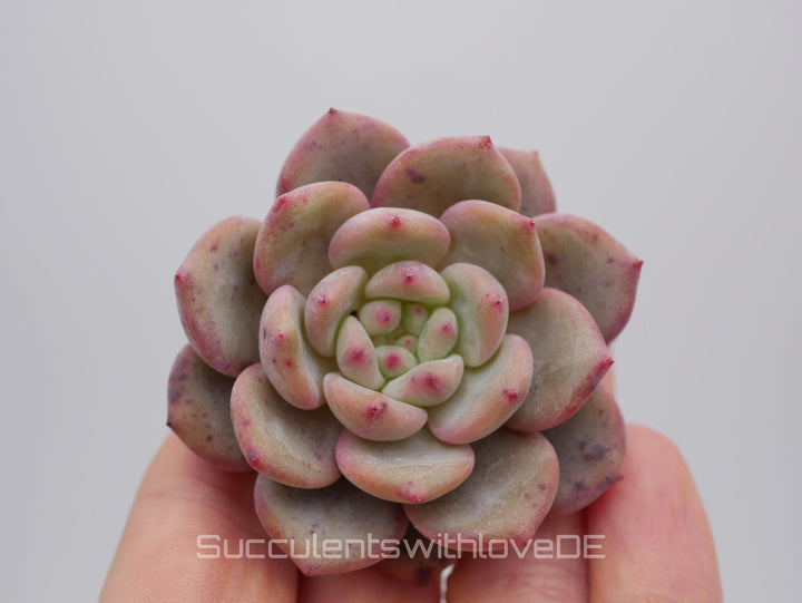 Echeveria 'Ariel' - schöne und sehr seltene Sukkulente - farbige Sukkulente - Pflanze * Korea Import *