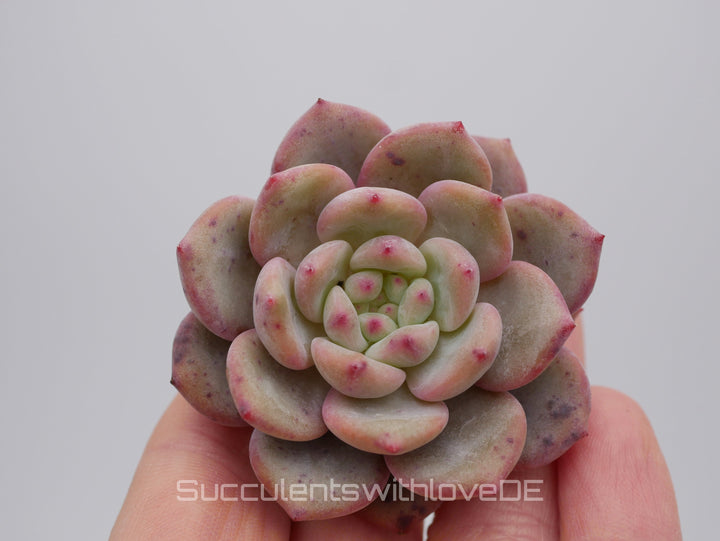 Echeveria 'Ariel' - schöne und sehr seltene Sukkulente - farbige Sukkulente - Pflanze * Korea Import *