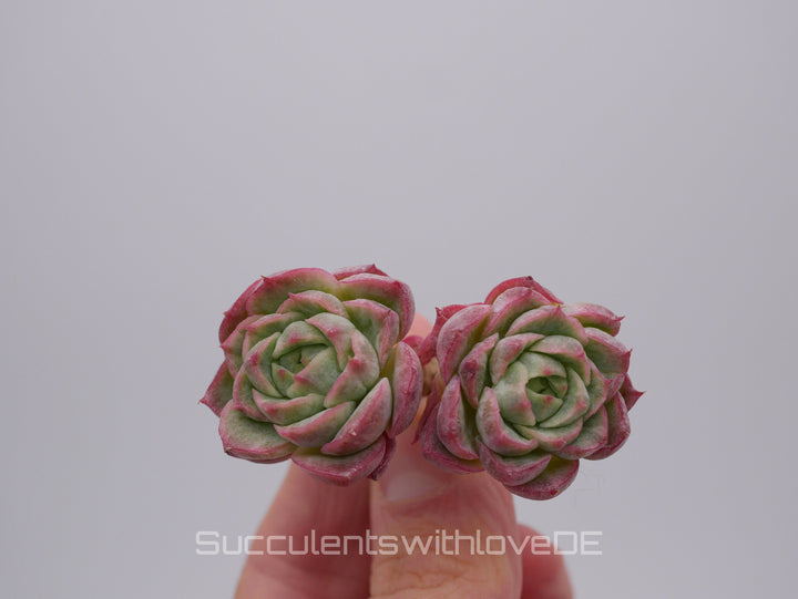 Echeveria 'Citrus' - schöne und sehr seltene Sukkulente - rote Sukkulente - Pflanze * Korea Import *