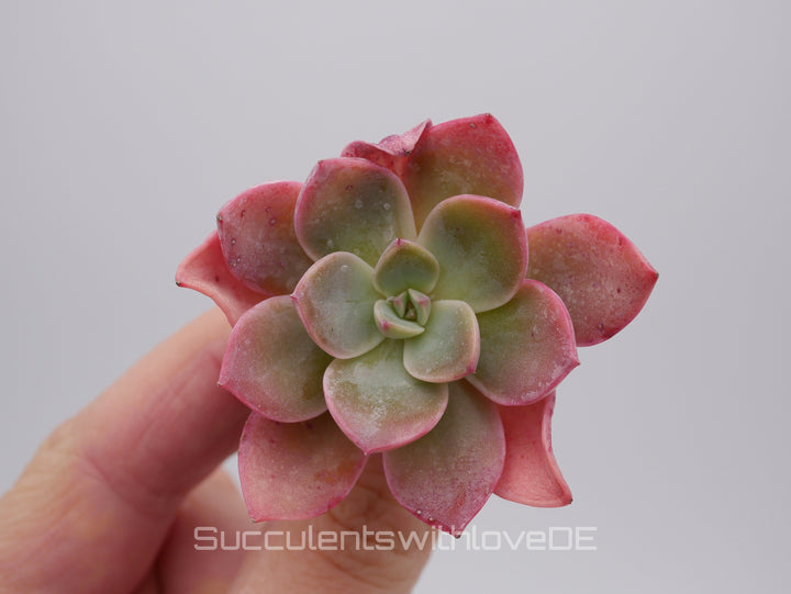 Echeveria 'Little Fairy' - schöne und seltene Sukkulente - rote Sukkulente - Pflanze * Korea Import *