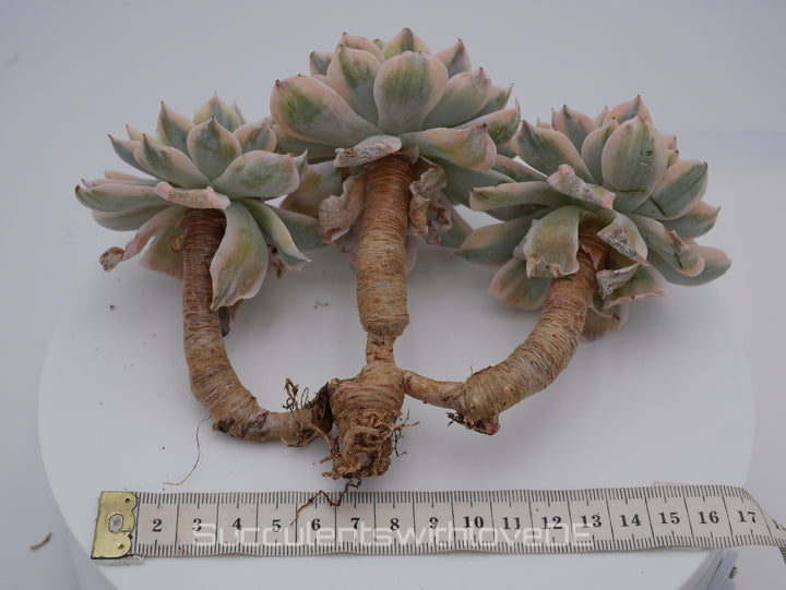 Echeveria Subsessilis variegated - Single oder Cluster - schöne und sehr seltene Sukkulente - Pflanze * Korea Import *