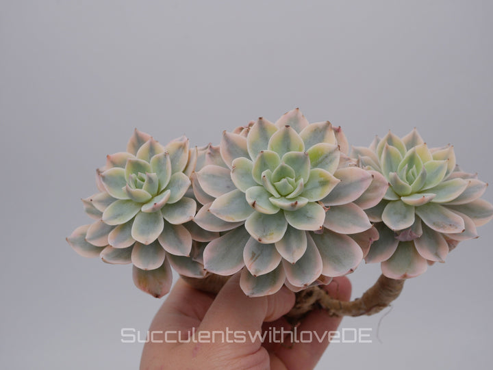 Echeveria Subsessilis variegated - Single oder Cluster - schöne und sehr seltene Sukkulente - Pflanze * Korea Import *