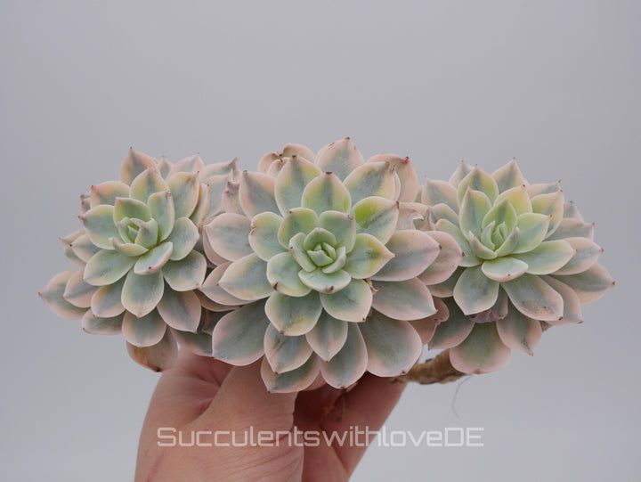 Echeveria Subsessilis variegated - Single oder Cluster - schöne und sehr seltene Sukkulente - Pflanze * Korea Import *