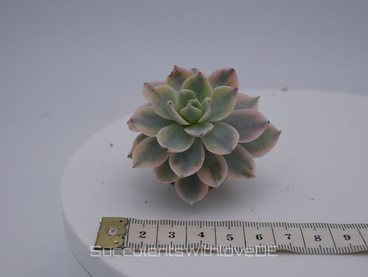 Echeveria Subsessilis variegated - Single oder Cluster - schöne und sehr seltene Sukkulente - Pflanze * Korea Import *