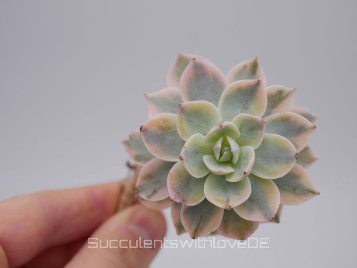 Echeveria Subsessilis variegated - Single oder Cluster - schöne und sehr seltene Sukkulente - Pflanze * Korea Import *