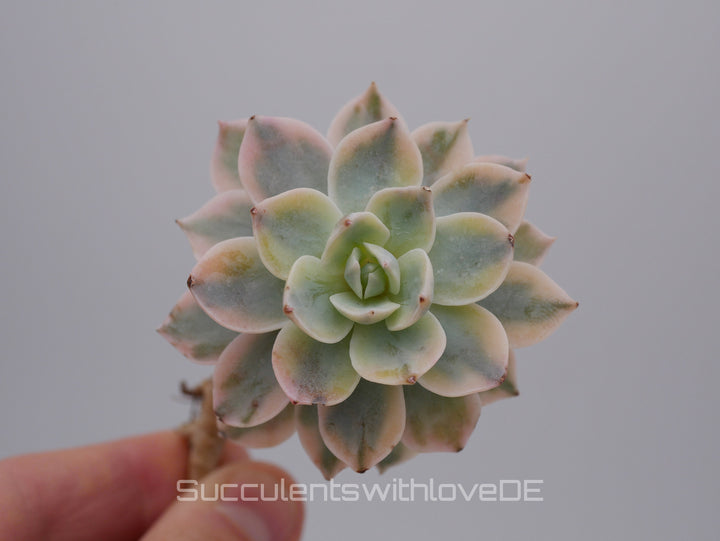 Echeveria Subsessilis variegated - Single oder Cluster - schöne und sehr seltene Sukkulente - Pflanze * Korea Import *