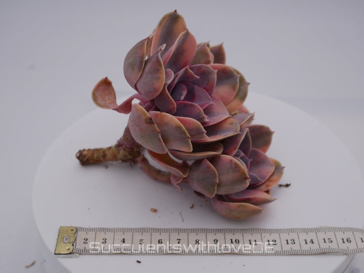 Echeveria Rainbow Cluster - Echeveria Regenbogen - schöne und sehr seltene Sukkulente - bunte Sukkulente - Pflanze