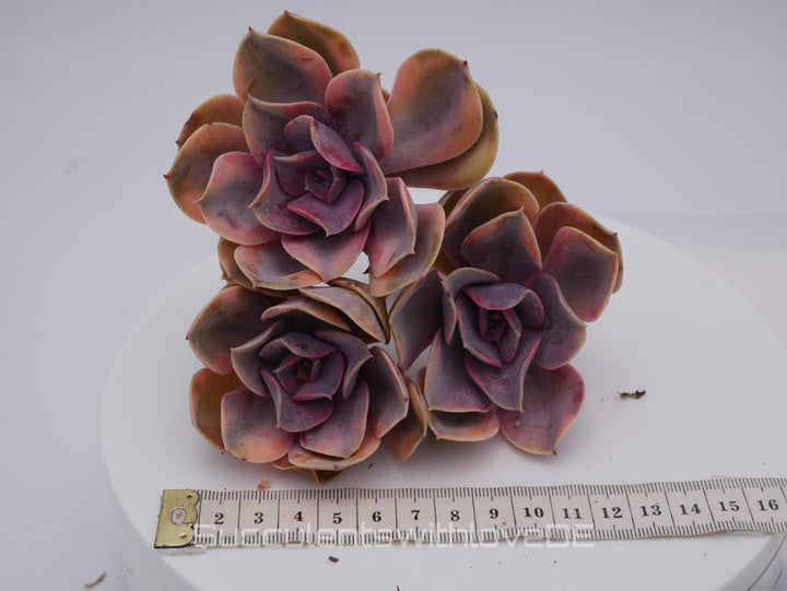 Echeveria Rainbow Cluster - Echeveria Regenbogen - schöne und sehr seltene Sukkulente - bunte Sukkulente - Pflanze