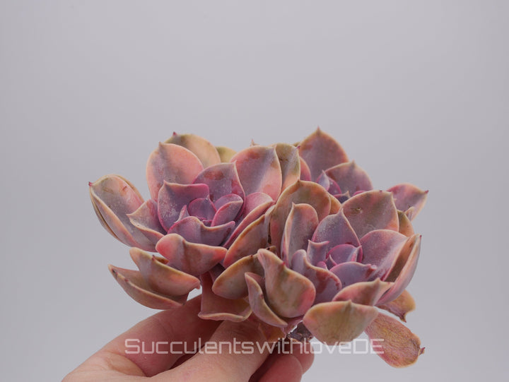 Echeveria Rainbow Cluster - Echeveria Regenbogen - schöne und sehr seltene Sukkulente - bunte Sukkulente - Pflanze