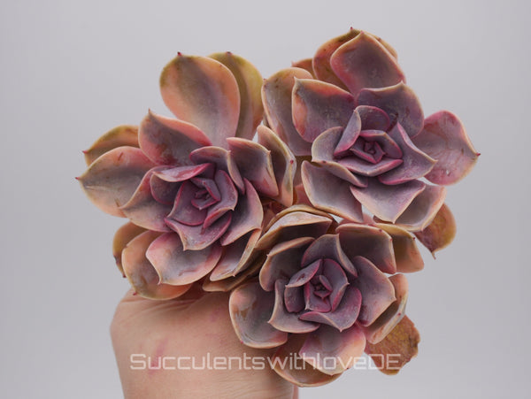 Echeveria Rainbow Cluster - Echeveria Regenbogen - schöne und sehr seltene Sukkulente - bunte Sukkulente - Pflanze