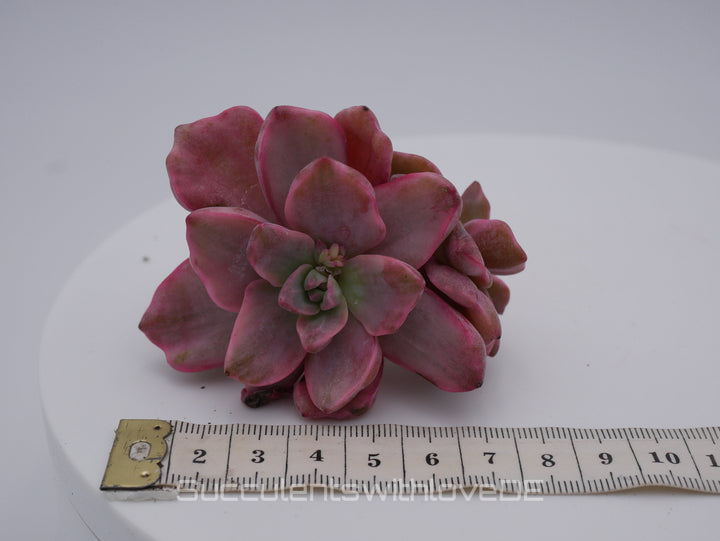 Echeveria Mrs Richard variegiert - schöne und sehr seltene Sukkulente - Pflanze * Korea Import *