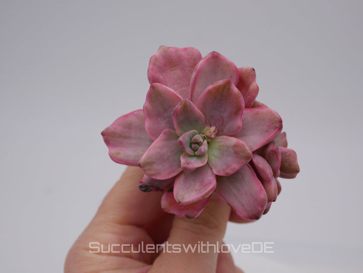 Echeveria Mrs Richard variegiert - schöne und sehr seltene Sukkulente - Pflanze * Korea Import *