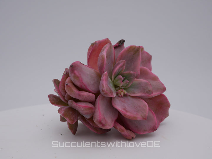 Echeveria Mrs Richard variegiert - schöne und sehr seltene Sukkulente - Pflanze * Korea Import *