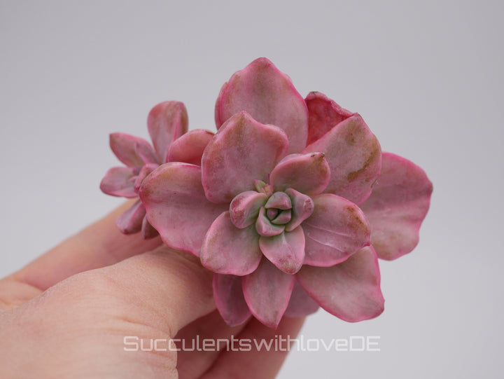 Echeveria Mrs Richard variegiert - schöne und sehr seltene Sukkulente - Pflanze * Korea Import *