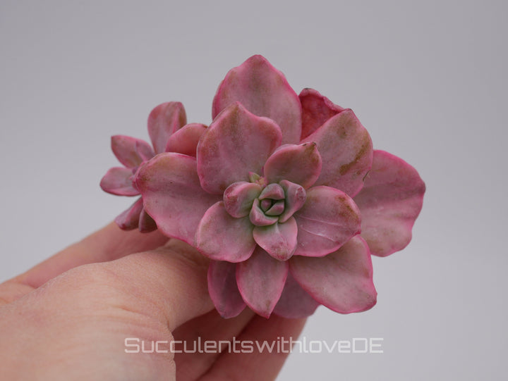 Echeveria Mrs Richard variegiert - schöne und sehr seltene Sukkulente - Pflanze * Korea Import *