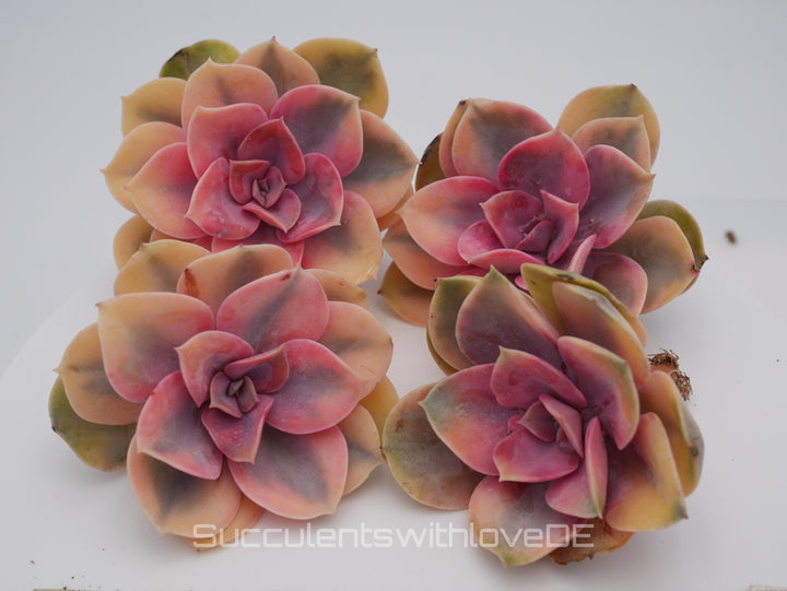 Echeveria 'Rainbow' - schöne und seltene Sukkulente - gelb grün rote Sukulente - Vermehrungsblatt oder Pflanze