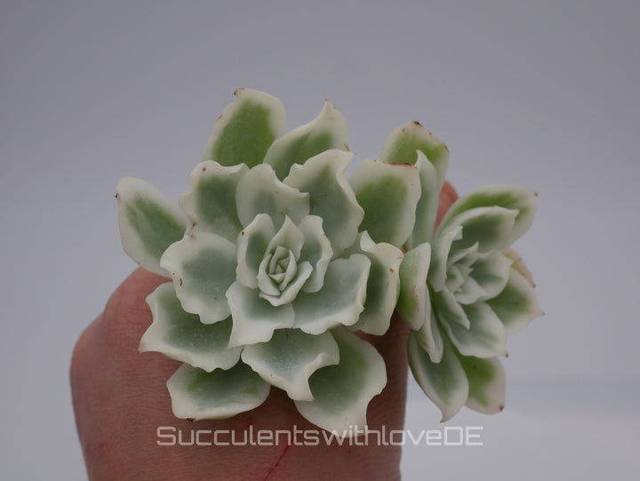 Echeveria 'Lemon Rose' Cluster variegated - schöne und seltene Sukkulente - gelb grün * Korea Import * - Vermehrungsblatt oder Pflanze