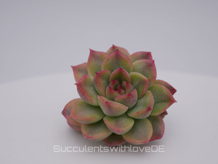 Echeveria 'Mebina' variegated - schöne und seltene Sukkulente - gelb grün rote Sukulente * Korea Import * - Vermehrungsblatt oder Pflanze