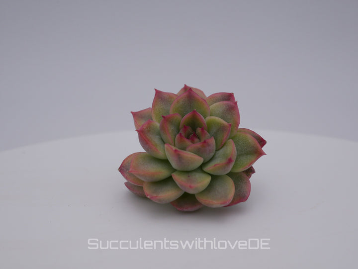 Echeveria 'Mebina' variegated - schöne und seltene Sukkulente - gelb grün rote Sukulente * Korea Import * - Vermehrungsblatt oder Pflanze