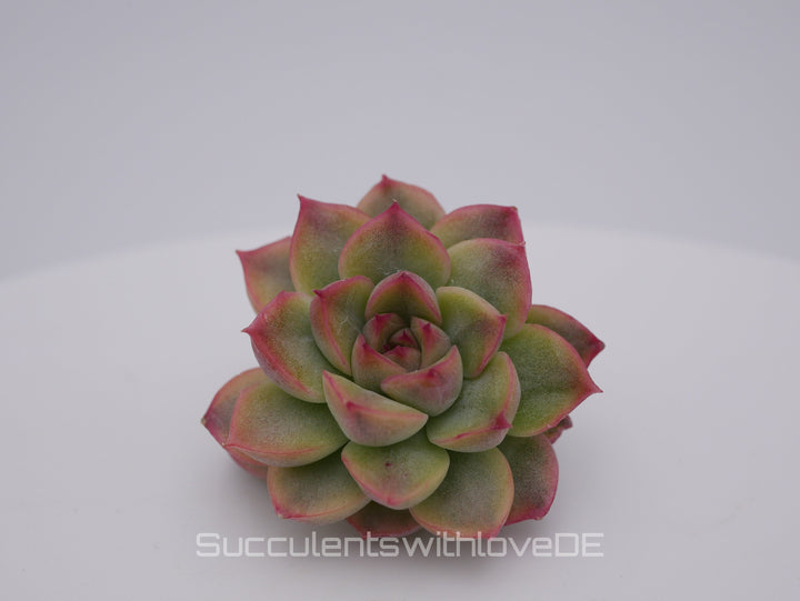 Echeveria 'Mebina' variegated - schöne und seltene Sukkulente - gelb grün rote Sukulente * Korea Import * - Vermehrungsblatt oder Pflanze