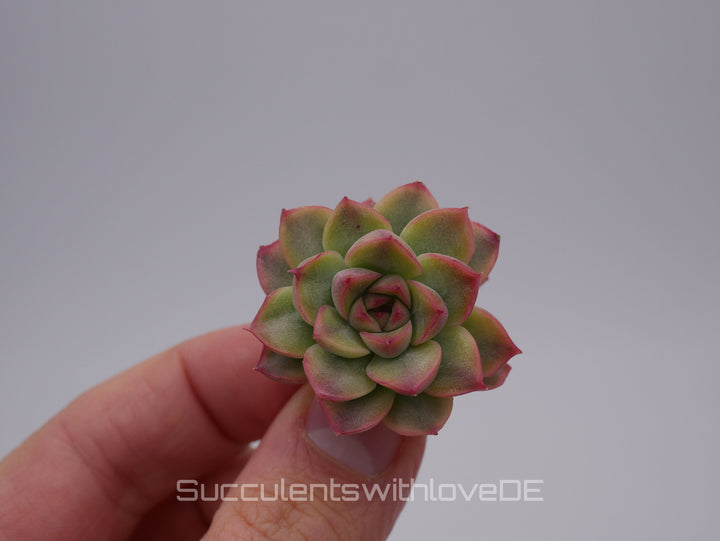 Echeveria 'Mebina' variegated - schöne und seltene Sukkulente - gelb grün rote Sukulente * Korea Import * - Vermehrungsblatt oder Pflanze