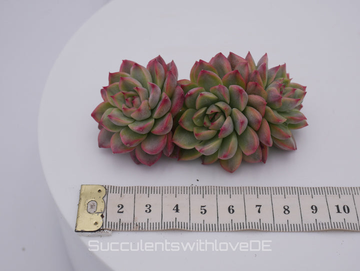 Echeveria 'Mebina' variegated - schöne und seltene Sukkulente - gelb grün rote Sukulente * Korea Import * - Vermehrungsblatt oder Pflanze