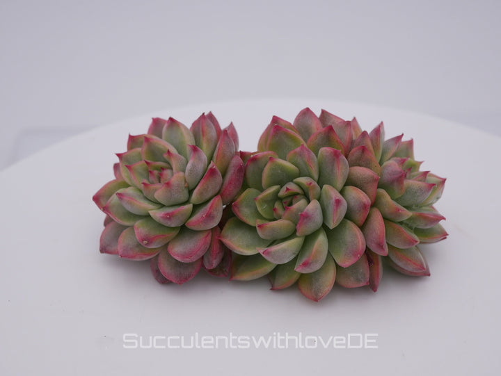 Echeveria 'Mebina' variegated - schöne und seltene Sukkulente - gelb grün rote Sukulente * Korea Import * - Vermehrungsblatt oder Pflanze