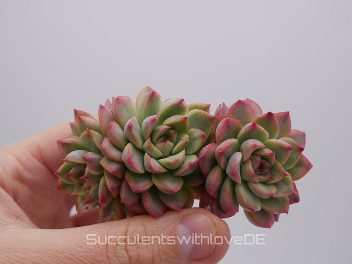 Echeveria 'Mebina' variegated - schöne und seltene Sukkulente - gelb grün rote Sukulente * Korea Import * - Vermehrungsblatt oder Pflanze