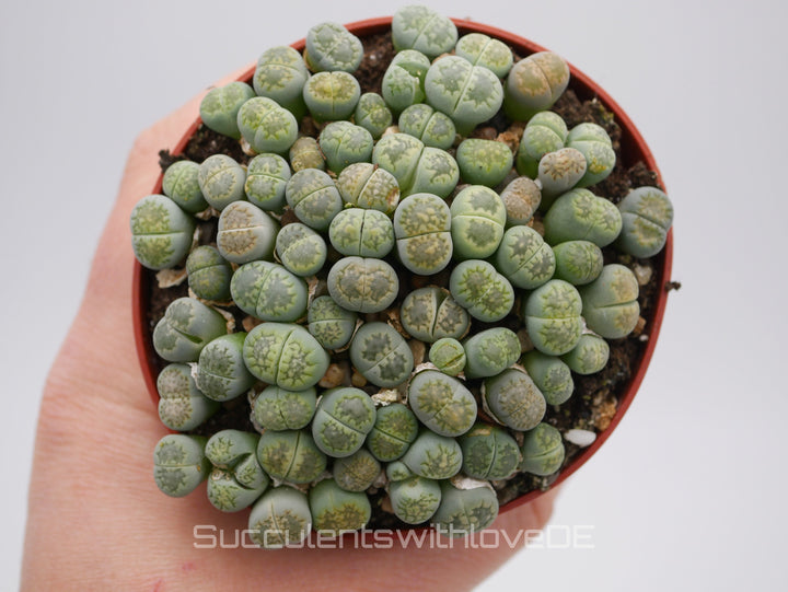 Lithops Jullii var. Fulleri "fullergreen" | Lithops Living Stone