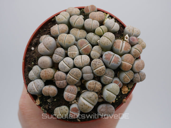 Lithops Karasmontana mix | Lithops Living Stone