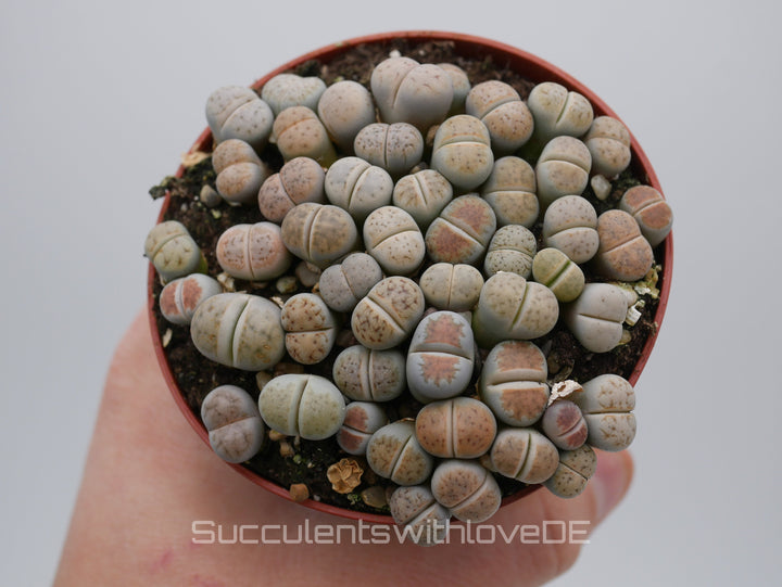 Lithops Karasmontana mix | Lithops Living Stone