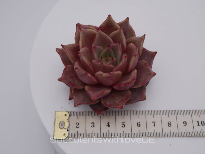 Echeveria 'Red Diamond' - schöne und seltene Sukkulente - gelb rote Sukkulente * Korea Import * - Vermehrungsblatt oder Pflanze