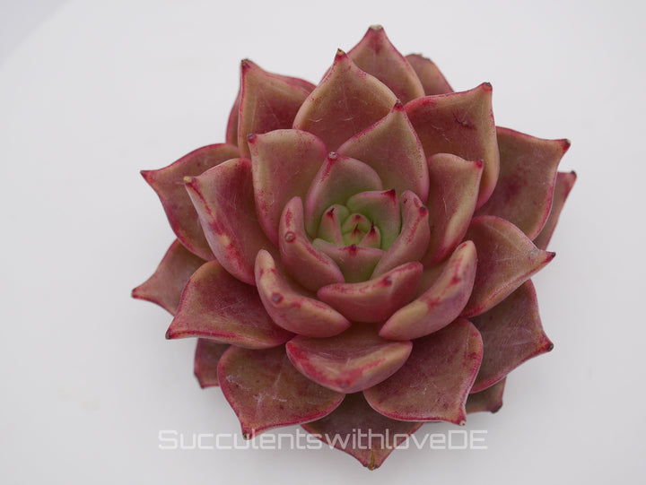 Echeveria 'Red Diamond' - schöne und seltene Sukkulente - gelb rote Sukkulente * Korea Import * - Vermehrungsblatt oder Pflanze