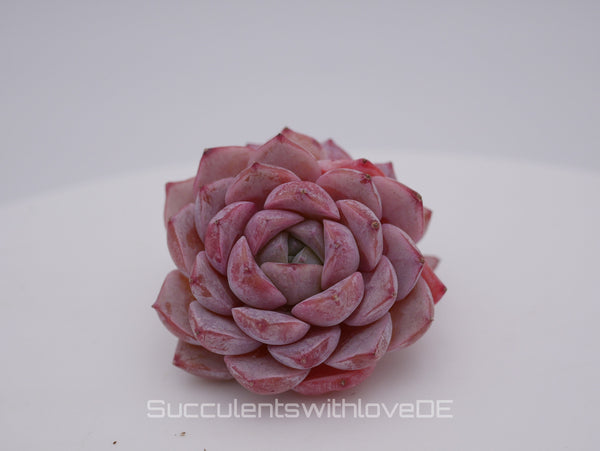 Echeveria 'Amazing Grace' - schöne und sehr seltene Sukkulente - rosa Sukkulente - Pflanze * Korea Import *