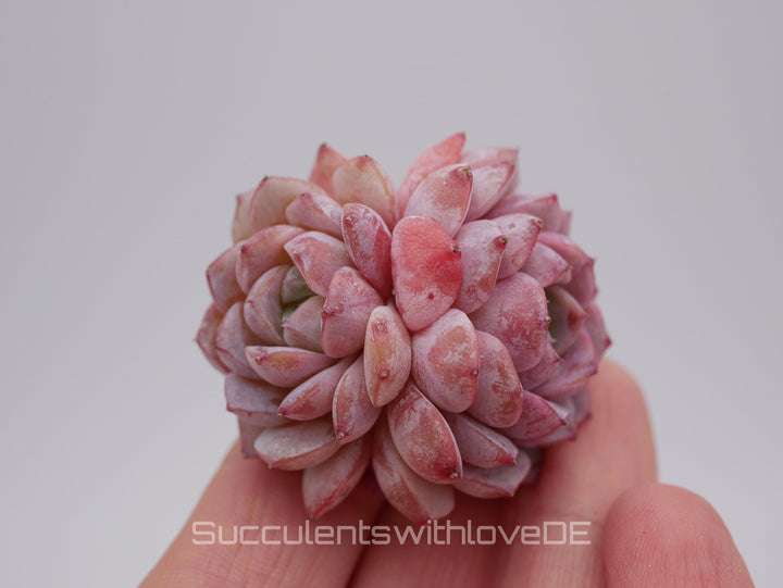 Echeveria 'Amazing Grace' - schöne und sehr seltene Sukkulente - rosa Sukkulente - Pflanze * Korea Import *