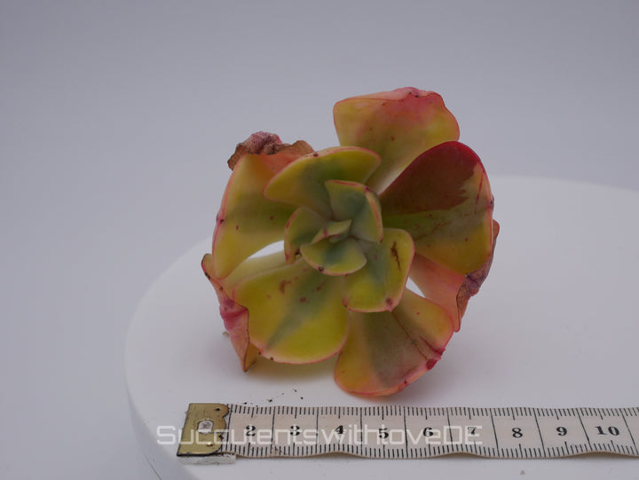 Echeveria 'Winter Sunset' variegated / Enfant variegated - schöne und sehr seltene Sukkulente - bunte Sukkulente - Pflanze * Korea Import *