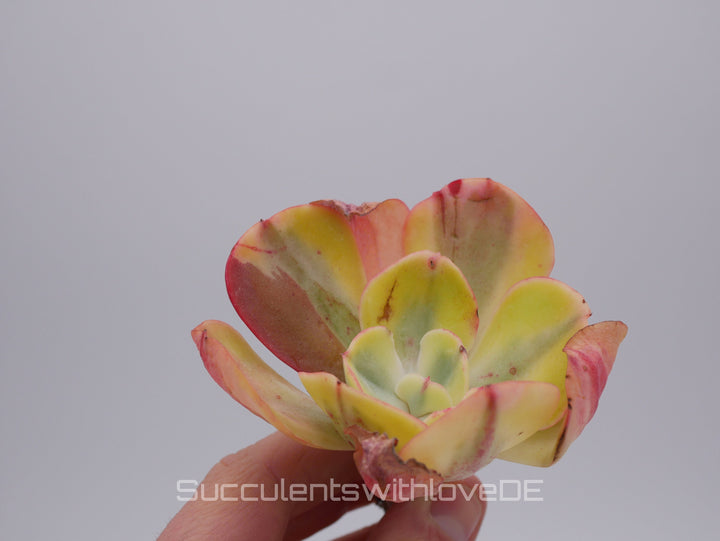 Echeveria 'Winter Sunset' variegated / Enfant variegated - schöne und sehr seltene Sukkulente - bunte Sukkulente - Pflanze * Korea Import *