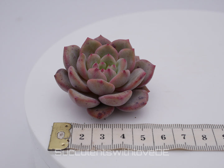 Echeveria 'Ariel' - schöne und sehr seltene Sukkulente - farbige Sukkulente - Pflanze * Korea Import *