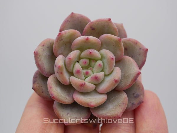 Echeveria 'Ariel' - schöne und sehr seltene Sukkulente - farbige Sukkulente - Pflanze * Korea Import *