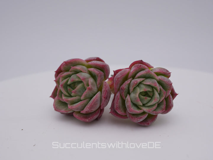 Echeveria 'Citrus' - schöne und sehr seltene Sukkulente - rote Sukkulente - Pflanze * Korea Import *