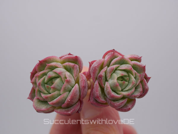 Echeveria 'Citrus' - schöne und sehr seltene Sukkulente - rote Sukkulente - Pflanze * Korea Import *