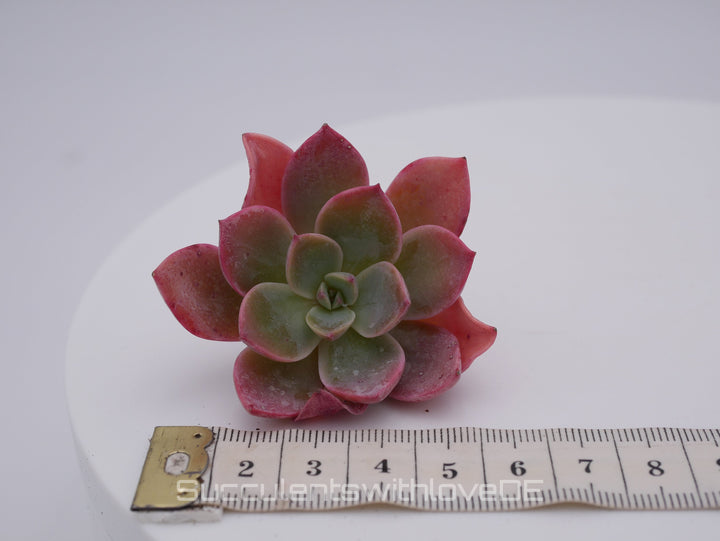 Echeveria 'Little Fairy' - schöne und seltene Sukkulente - rote Sukkulente - Pflanze * Korea Import *