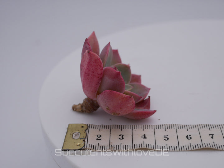 Echeveria 'Little Fairy' - schöne und seltene Sukkulente - rote Sukkulente - Pflanze * Korea Import *