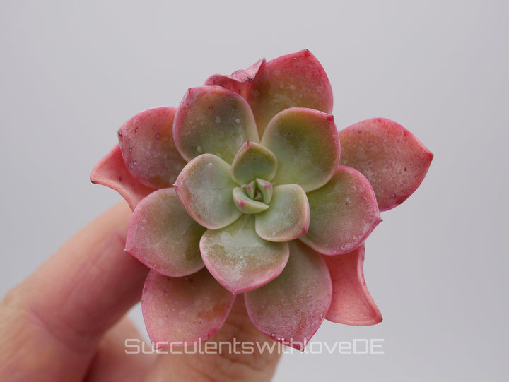 Echeveria 'Little Fairy' - schöne und seltene Sukkulente - rote Sukkulente - Pflanze * Korea Import *