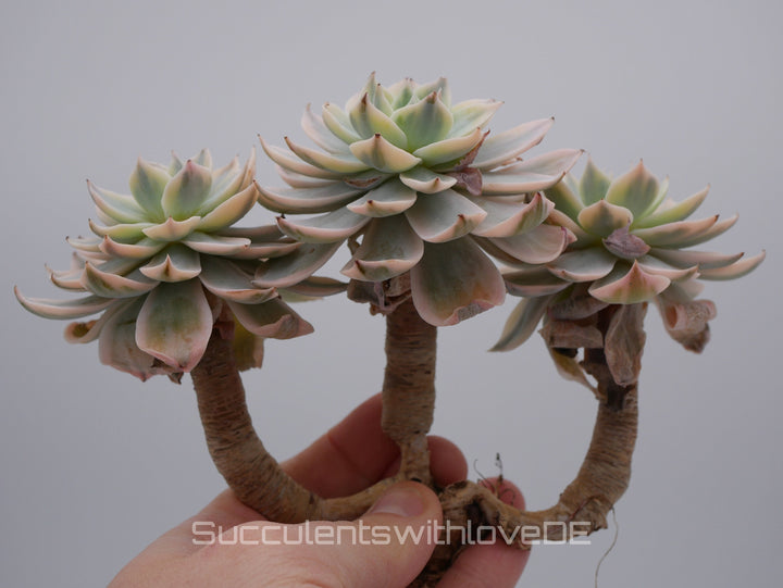 Echeveria Subsessilis variegated - Single oder Cluster - schöne und sehr seltene Sukkulente - Pflanze * Korea Import *