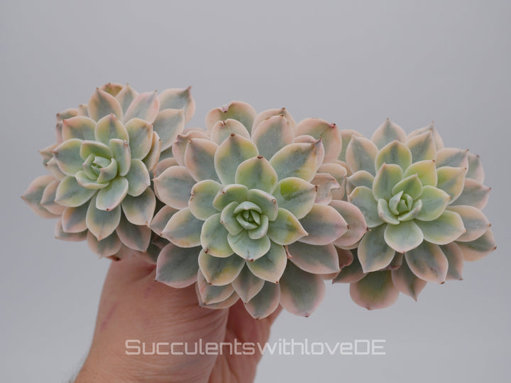 Echeveria Subsessilis variegated - Single oder Cluster - schöne und sehr seltene Sukkulente - Pflanze * Korea Import *