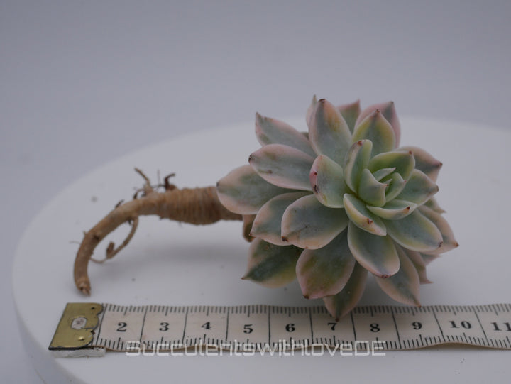 Echeveria Subsessilis variegated - Single oder Cluster - schöne und sehr seltene Sukkulente - Pflanze * Korea Import *